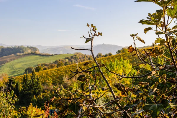 Jesienny winnic na badlands — Zdjęcie stockowe