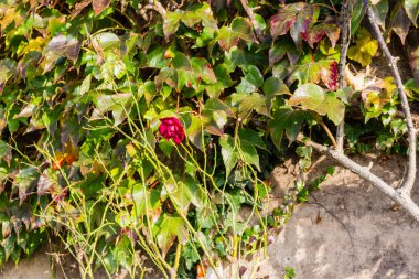 Boston sarmaşık ve grunge duvarda kırmızı gül