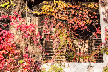 Boston Ivy grunge duvar