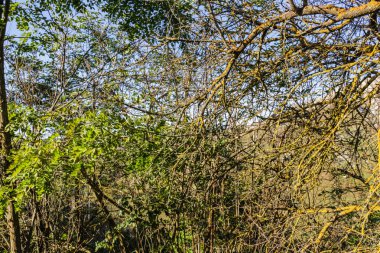 ekili alanlar'ın altında tebeşir badlands