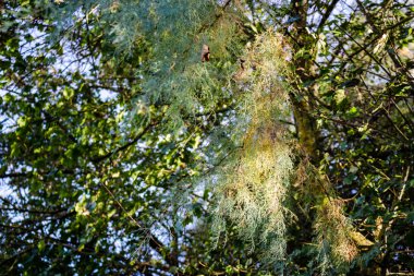 ekili alanlar'ın altında tebeşir badlands