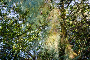 ekili alanlar'ın altında tebeşir badlands