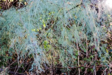 ekili alanlar'ın altında tebeşir badlands