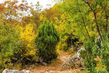 patika sonbahar renkleri arasında 