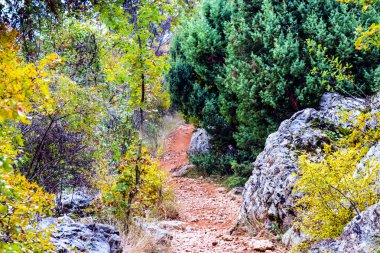 patika sonbahar renkleri arasında 