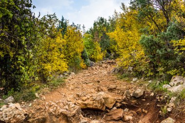 patika sonbahar renkleri arasında 