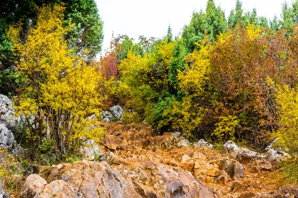 Μονοπάτι μεταξύ φθινοπώρου χρώματα — Φωτογραφία Αρχείου