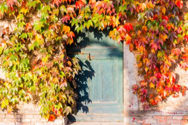 Japanese creeper and old door with bolt clipart