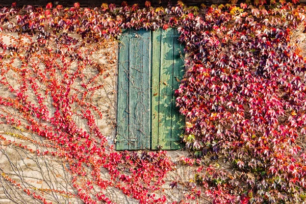 Japonés enredadera y viejo ventana — Foto de Stock