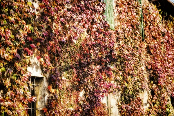 Japanese creeper and old windows — Stock Photo, Image