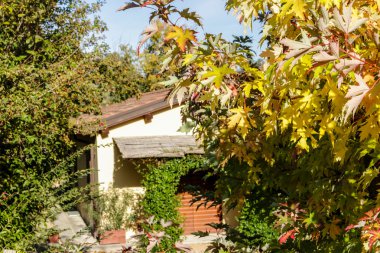 Sarı akçaağaç yaprağı