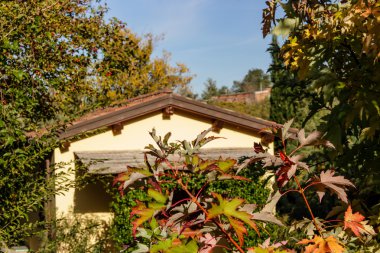 Sarı akçaağaç yaprağı