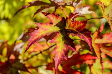 Sarı akçaağaç yaprağı