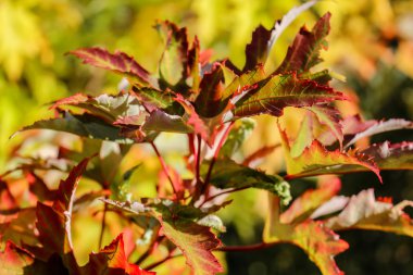Sarı akçaağaç yaprağı