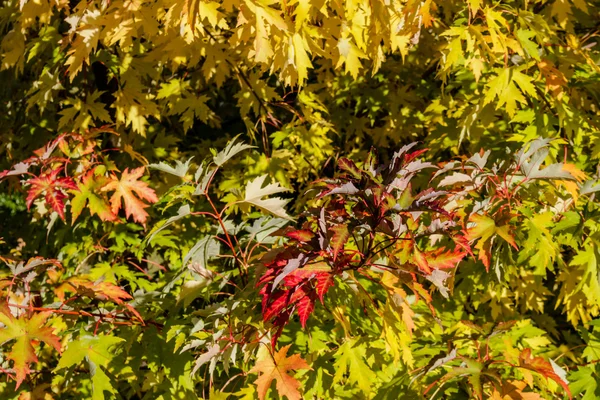 Feuille jaune érable — Photo