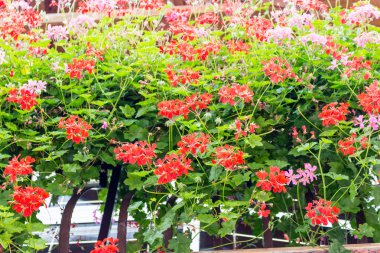 Kırmızı ve pembe sardunyalar