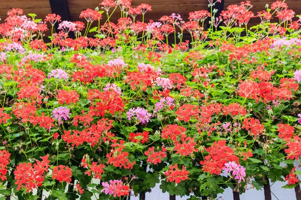 Geranios rojos y rosados —  Fotos de Stock