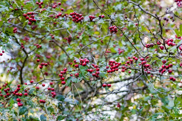 Baies rouges et feuilles vertes — Photo