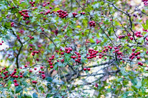 Bagas vermelhas e folhas verdes — Fotografia de Stock