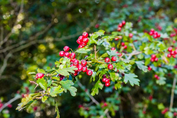 Röda bär och gröna blad — Stockfoto