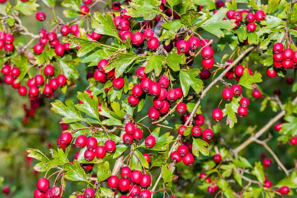 Baies rouges et feuilles vertes — Photo