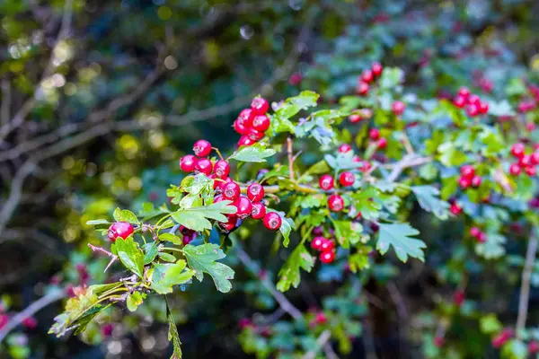 Rote Beeren und grüne Blätter — Stockfoto