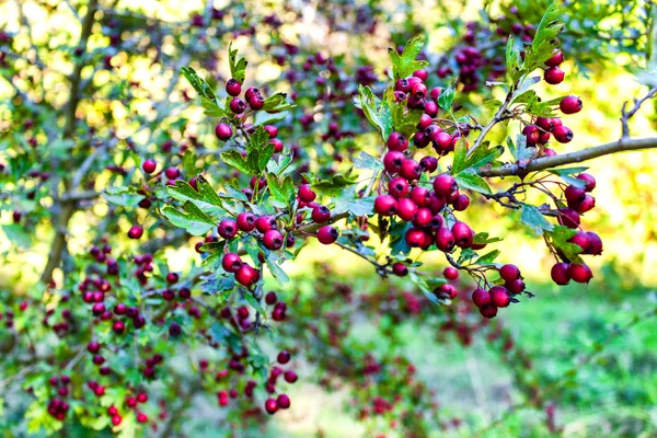 Rote Beeren und grüne Blätter — Stockfoto