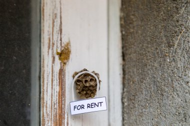 Kiralık bir ev olarak arı kovanı