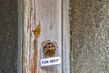 Kiralık bir ev olarak arı kovanı