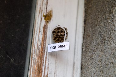 Kiralık bir ev olarak arı kovanı