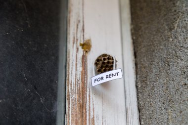 Kiralık bir ev olarak arı kovanı