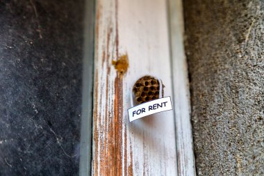 Kiralık bir ev olarak arı kovanı