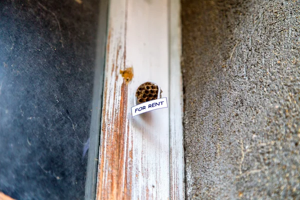 Méhkaptár, mint egy ház Kiadó — Stock Fotó