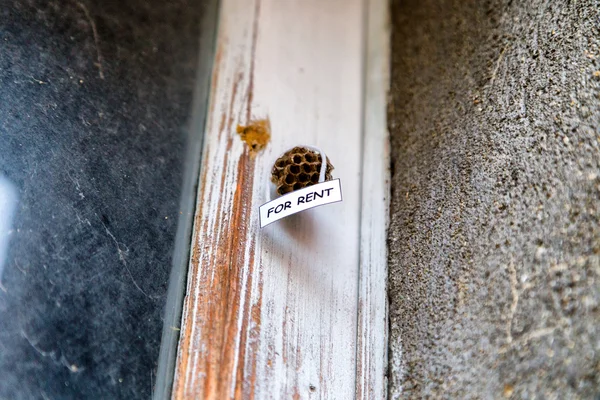 Bienenkorb als Haus zur Miete — Stockfoto