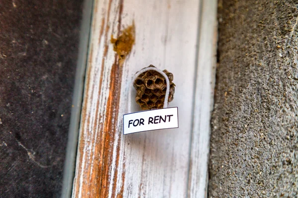 Beehive as a house for rent — Stock Photo, Image