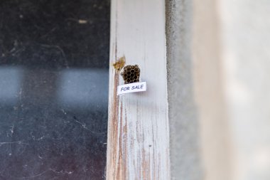 Satılık bir ev olarak arı kovanı