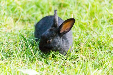 Siyah tavşan çim