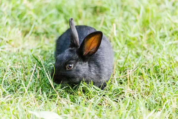 Lapin noir dans l'herbe — Photo