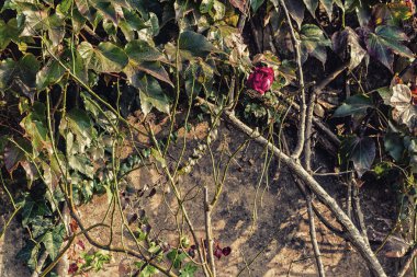 Boston sarmaşık ve grunge duvarda kırmızı gül