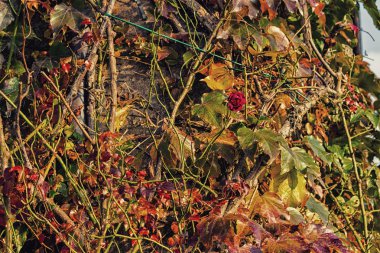 Boston sarmaşık ve grunge duvarda kırmızı gül