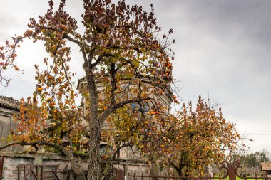 hurma ağacı ve çiftlik evi Kilisesi