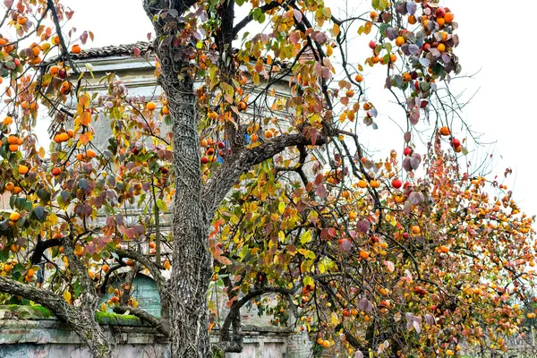 Persimmon drzewo i dom wiejski kościół — Zdjęcie stockowe