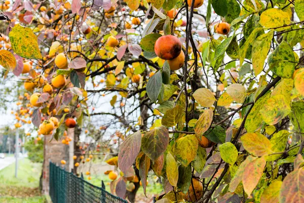 Persimmon arbre — Photo