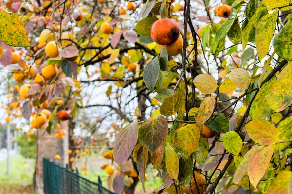 Persimmon arbre — Photo