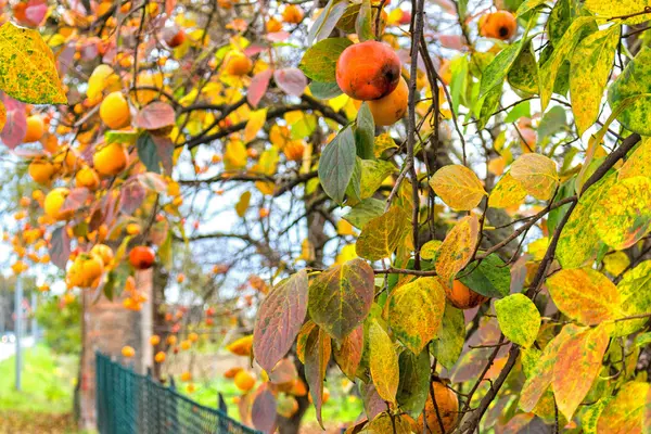 Persimmon árvore — Fotografia de Stock