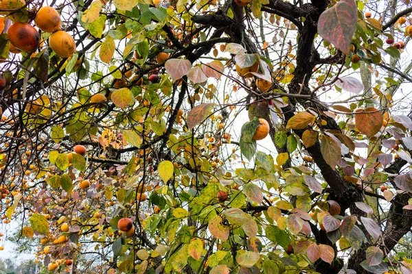 Persimmon-Baum — Stockfoto