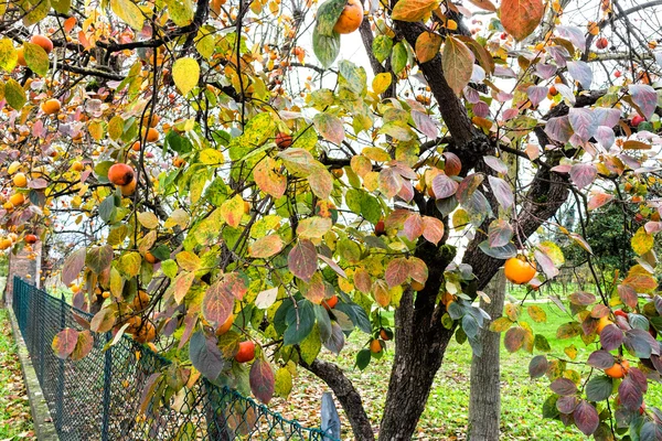 Persimmon-Baum — Stockfoto