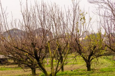 ağaçlar kır evi harabeye önünde çıplak dalları ile