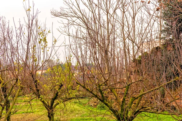 Alberi con rami nudi di fronte alla casa di campagna in rovina — Foto Stock