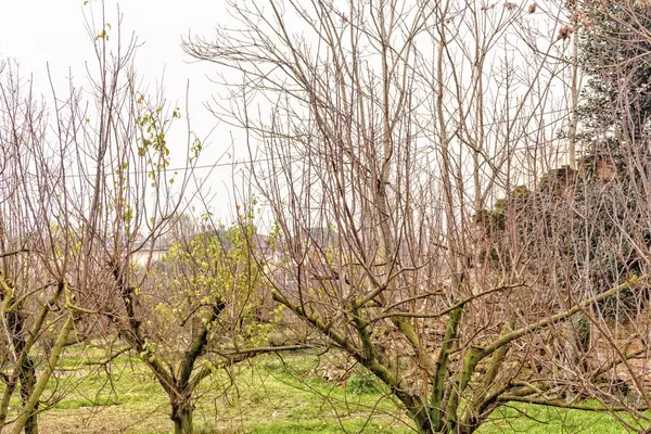 Деревья с голыми ветвями перед загородным домом в руинах — стоковое фото